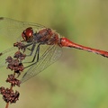 Blutrote Heidelibelle (Sympetrum sanguineum)